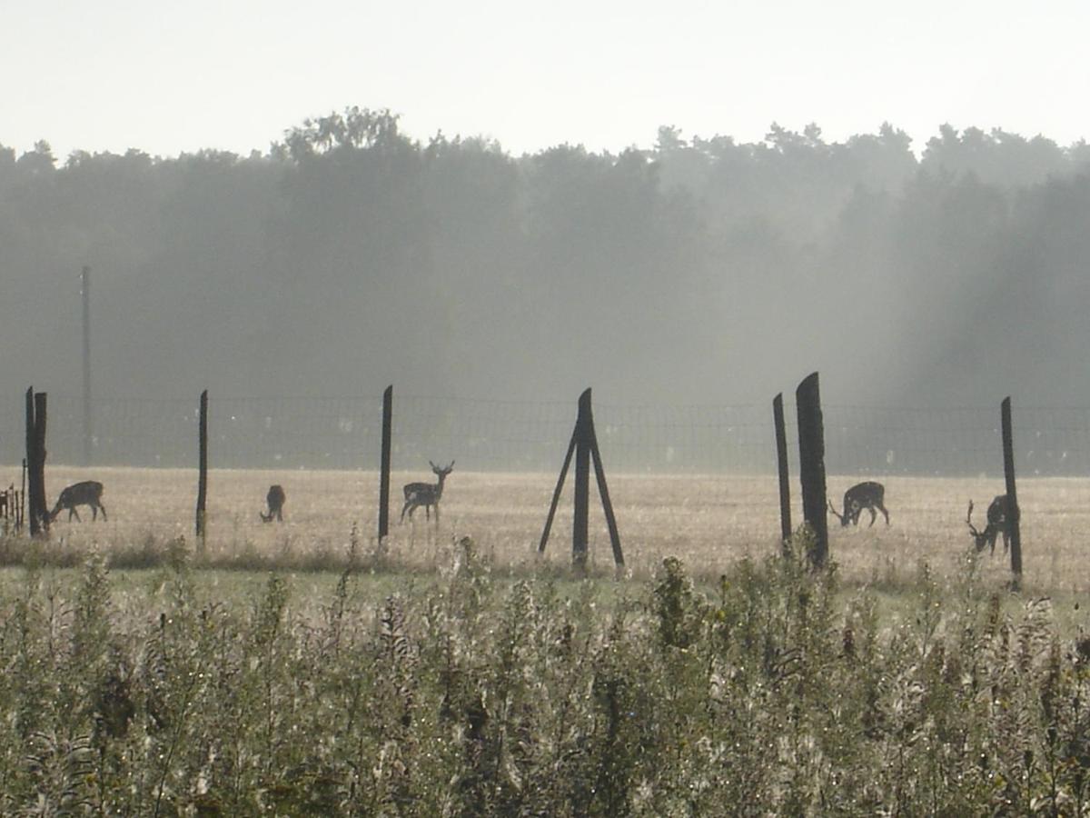 Ferienwohnung 1 Im Landhaus Am Wildpark 博克 外观 照片